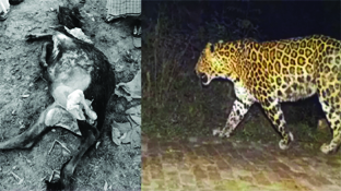 पड़ाव इलाके में मिले तेंदुए के पैरों के निशान, बछड़े का मिला क्षत-विक्षत शव 