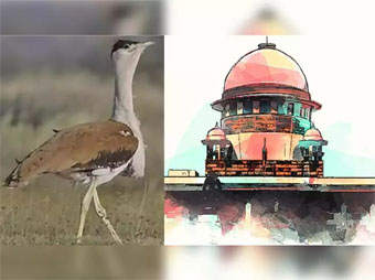 खत्म हो रहे पक्षी.. क्लाइमेट चेंज पर सुप्रीम कोर्ट का पहली बार ऐसा आदेश, जानिए क्या खास