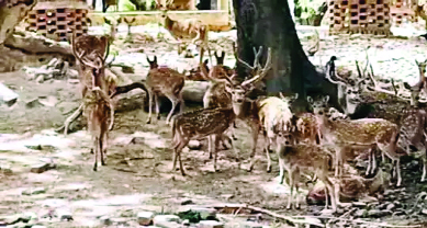 चिड़ियाघर व डियर पार्क के जानवरों को भी सताने लगी गर्मी